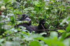 Gorilla beringei beringei
