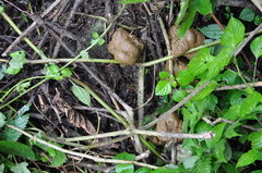 Gorilla beringei beringei