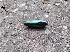 Chrysochroa fulgidissima