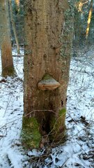 Fomitiporia hartigii