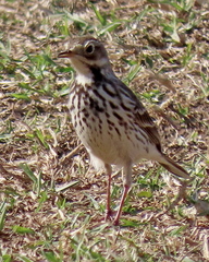Anthus rubescens japonicus