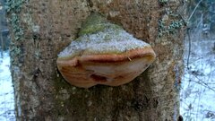 Fomitiporia hartigii