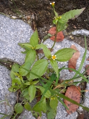 Galinsoga parviflora