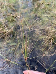 Rhynchospora inundata