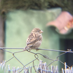 Passer domesticus