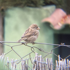 Passer domesticus