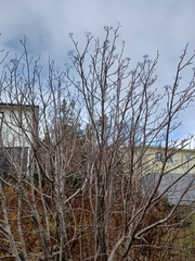 Cornus alternifolia