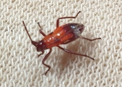 Oncopeltus nigriceps