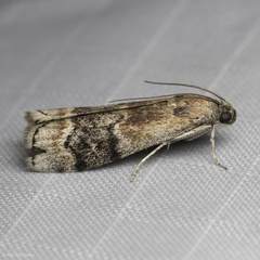 Euzophera semifuneralis