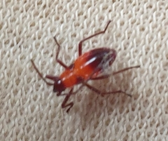 Oncopeltus nigriceps