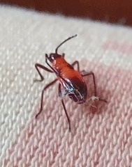 Oncopeltus nigriceps