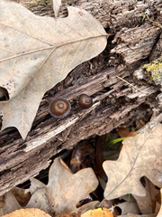 Urnula