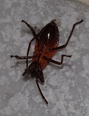 Oncopeltus nigriceps