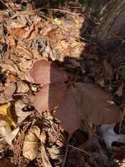Quercus montana