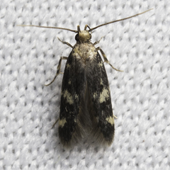 Oegoconia novimundi