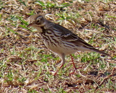 Anthus rubescens japonicus