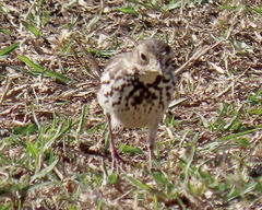 Anthus rubescens japonicus