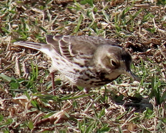Anthus rubescens japonicus