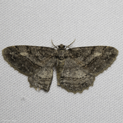 Neoalcis californiaria