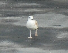 Larus armenicus