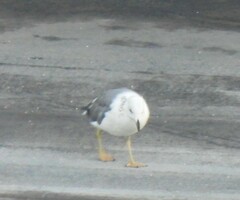 Larus armenicus
