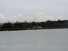 Jacaranda mimosifolia