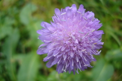 Knautia dipsacifolia
