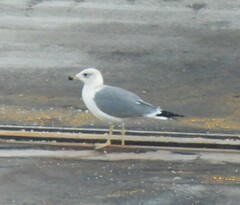 Larus armenicus