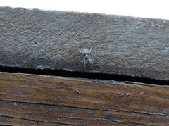 Saitis variegatus