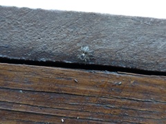 Saitis variegatus