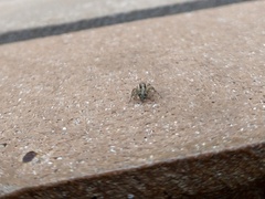 Saitis variegatus