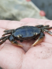 Hemigrapsus crenulatus