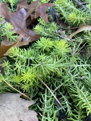 Petrosedum
