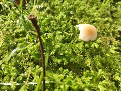 Mycetinis scorodonius