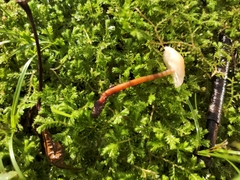 Mycetinis scorodonius