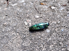 Chrysochroa fulgidissima