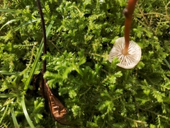 Mycetinis scorodonius