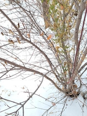 Acer ginnala