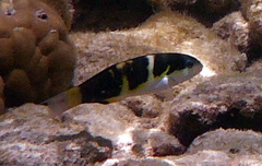 Thalassoma jansenii