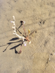 Limonium carolinianum