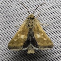 Heliothodes diminutiva
