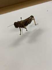 Dissosteira carolina