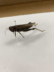 Dissosteira carolina