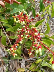 Ouratea hexasperma