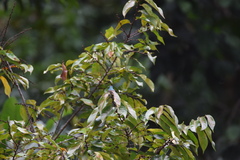 Cinnyris chloropygius