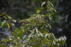 Cinnyris chloropygius