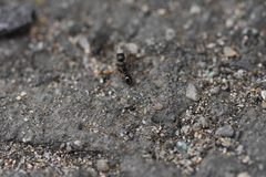 Tetramorium tsushimae