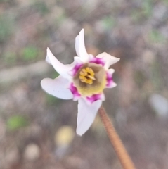 Cyclamen cyprium