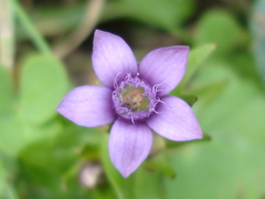 Gentianella amarella