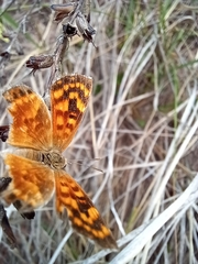 Papilionoidea